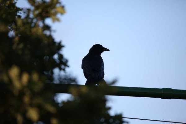Bird Silhouette