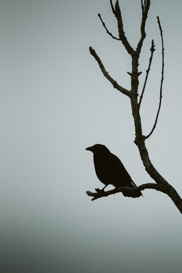 Crow Silhouette