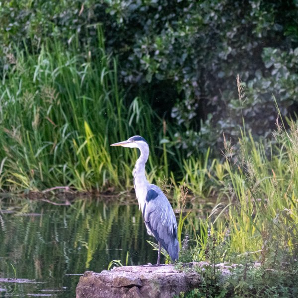 Heron