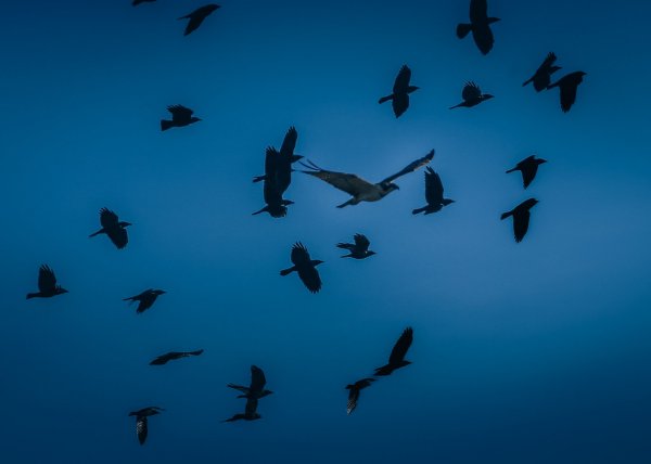 Osprey Being Mobbed