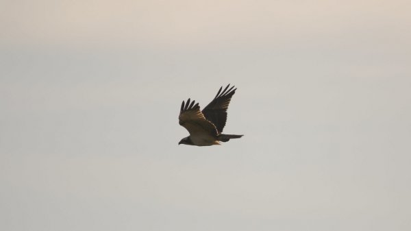 Osprey
