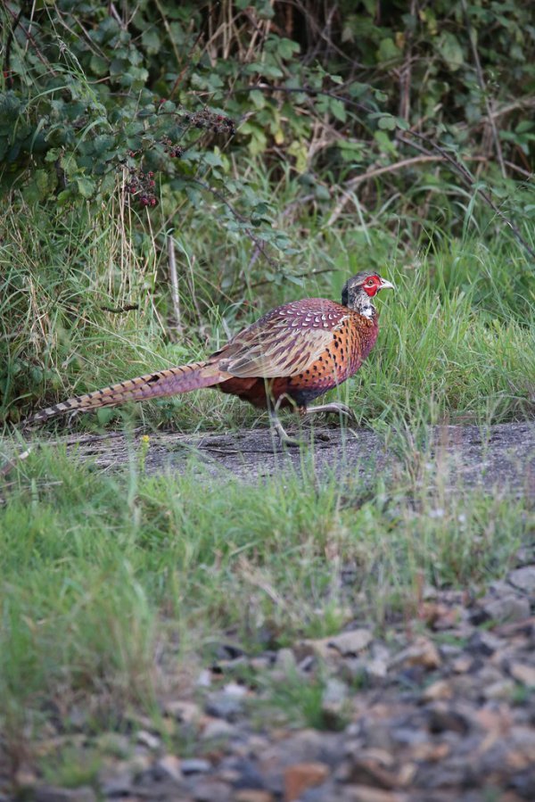 Pheasant
