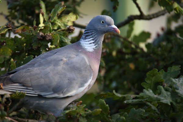 Pigeon 53957684922 L