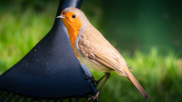 Robbin In Garden 2