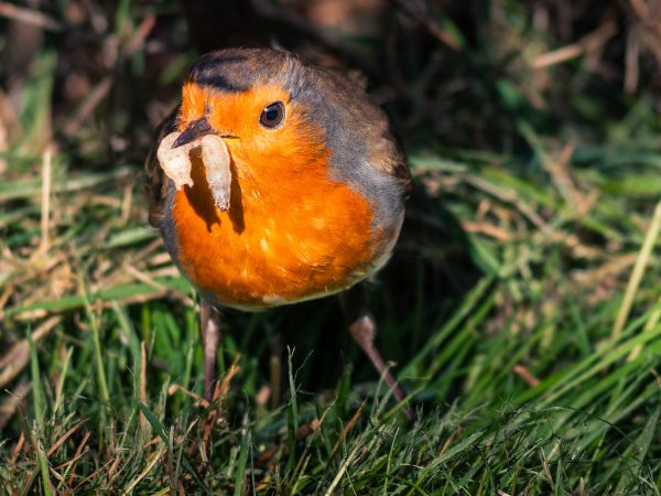 Robbin In Garden 4 54637226210 L