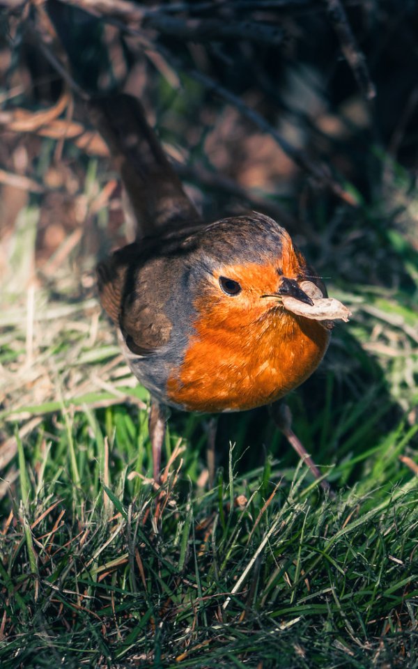 Robbin In Garden 5