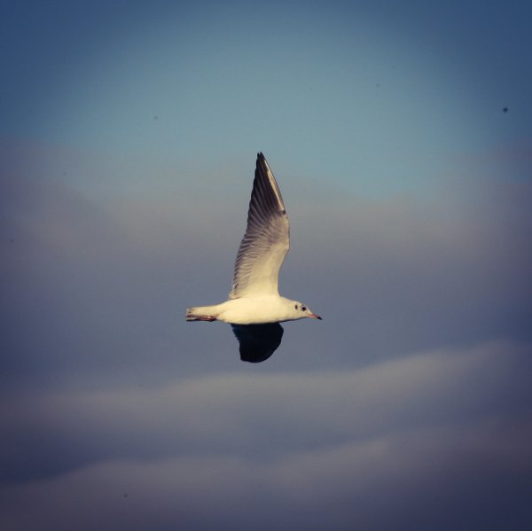 Seagul 51793030947 L