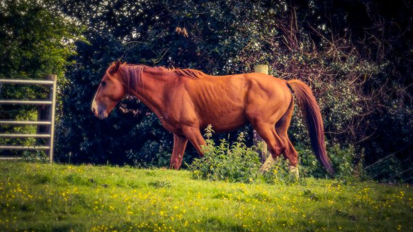 Toned Horse 52121340659 L
