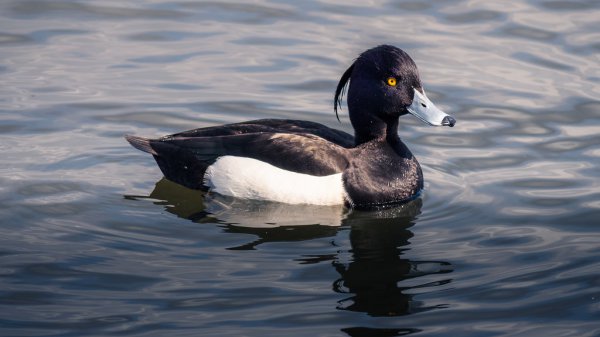 Tufted Duck