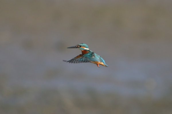 Kingfisher In Flight 53958581216 L