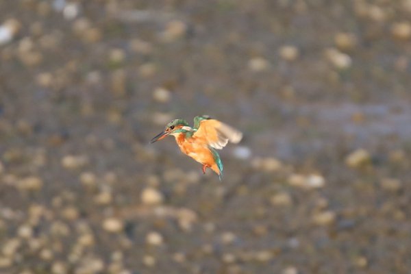 Kingfisher In Flight 53958900449 L