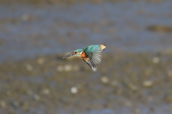 Kingfisher In Flight 53959031180 L
