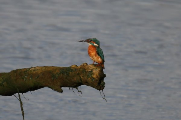 Kingfisher Posing