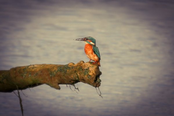 Kingfisher Posing 53959031220 L