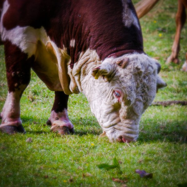 Big Bull 52121340629 L