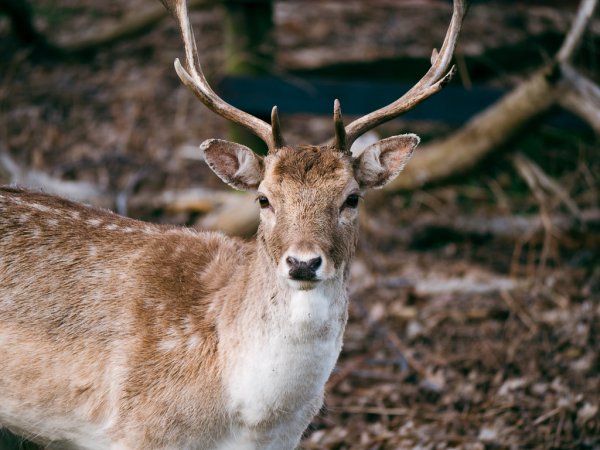 Deer In Bradgate Park 53947403513 L