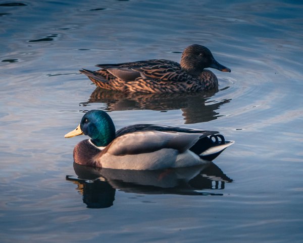 Ducks 54138227083 L