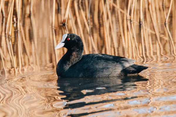 Eurasian Coot 55179678110 L