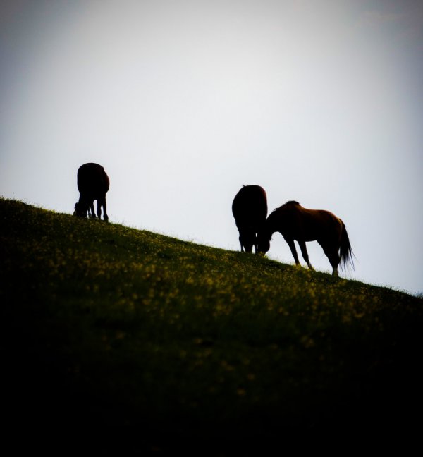 Horse Silhouette 52120064017 L