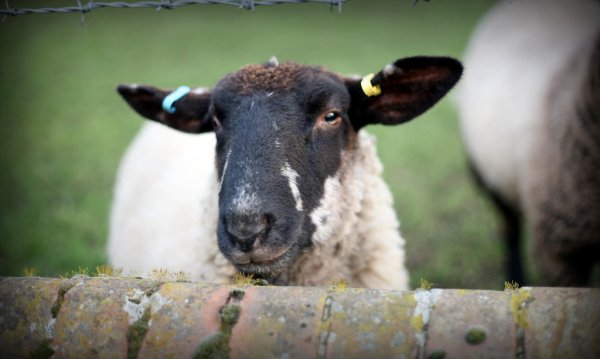 Mr Sheep 25447765631 L